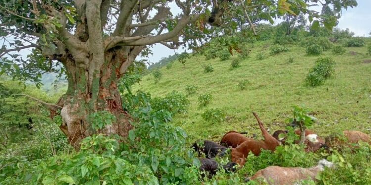 वीज कोसळून १६ बकर्या जागीच मृत्यूमुखी, दोघे जण बचावले