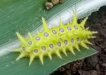 घोणस अळीच्या काट्यांचा दंश झाल्यास काय होऊ शकते