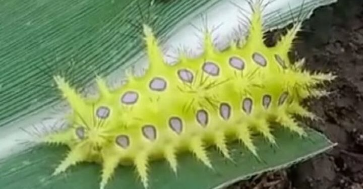 घोणस अळीच्या काट्यांचा दंश झाल्यास काय होऊ शकते