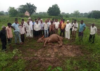 खर्दे खुर्दे येथे वीज पडल्याने ऐनहंगामात बैलाचा मृत्यू