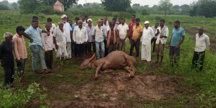 खर्दे खुर्दे येथे वीज पडल्याने ऐनहंगामात बैलाचा मृत्यू