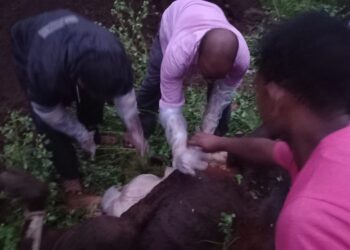 शेतकऱ्याच्या गोठ्यातील तीन बैल अचानक दगावले, पशु मालकांमध्ये भीतीचे वातावरण