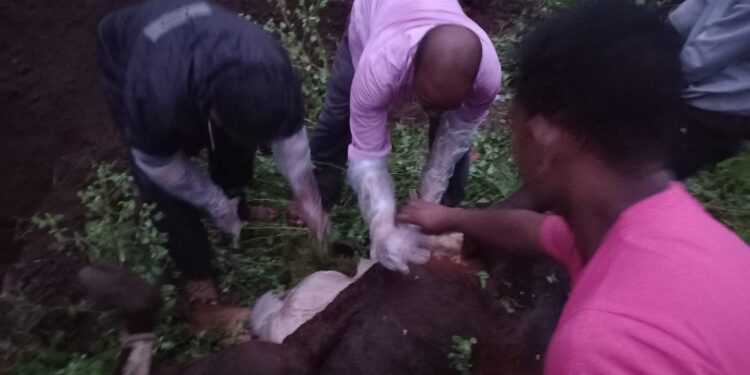 शेतकऱ्याच्या गोठ्यातील तीन बैल अचानक दगावले, पशु मालकांमध्ये भीतीचे वातावरण