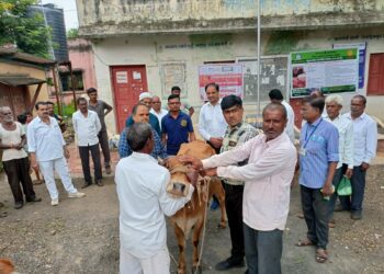 रोटरी क्लब ऑफ नंदनगरीतर्फे गौवंशांना लसीकरण मोहिमेचे आयोजन