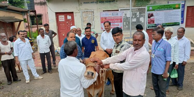 रोटरी क्लब ऑफ नंदनगरीतर्फे गौवंशांना लसीकरण मोहिमेचे आयोजन