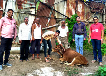 माळीवाडा परिसरात ११३ पशुंना लम्पी स्कीन प्रतिबंधक लसीकरण