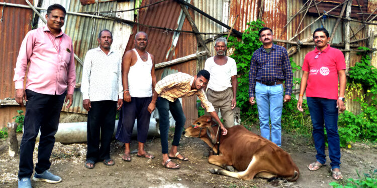 माळीवाडा परिसरात ११३ पशुंना लम्पी स्कीन प्रतिबंधक लसीकरण