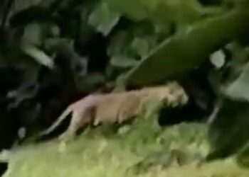 गावाच्या वेशीवर वन्य प्राण्याचे दर्शन वाघ की बिबट्या नागरिकांमध्ये भीतीचे वातावरण