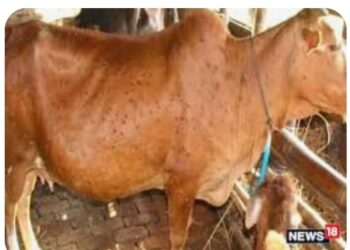 मोठ्ठी बातमी : लम्पी आजाराचा मानवी आरोग्याला कोणताही धोका नाही