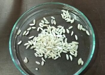 गैरसमज टाळा : प्लास्टीक न्हवे हा तर फोर्टीफाईड तांदुळ, थॅलेसेमिया, सिकलसेल, निमिया या आजारांसाठी उपयुक्त