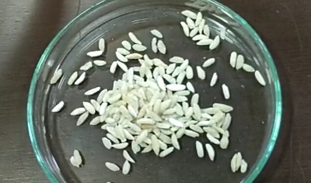 गैरसमज टाळा : प्लास्टीक न्हवे हा तर फोर्टीफाईड तांदुळ, थॅलेसेमिया, सिकलसेल, निमिया या आजारांसाठी उपयुक्त