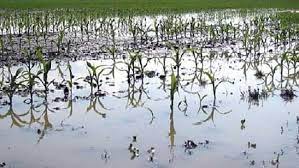 अतिवृष्टीमुळे बाधित शेतकऱ्यांसाठी वाढीव दराने ३,५०१ कोटी रुपयांची मदत