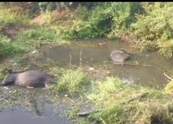 विद्युत धक्क्याने दोन म्हशींचा मृत्यू