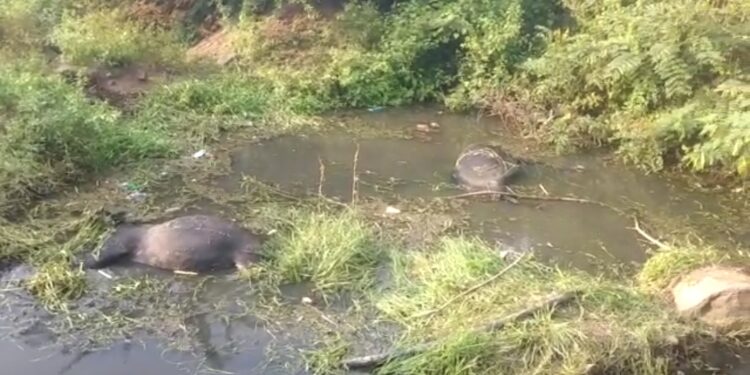 विद्युत धक्क्याने दोन म्हशींचा मृत्यू