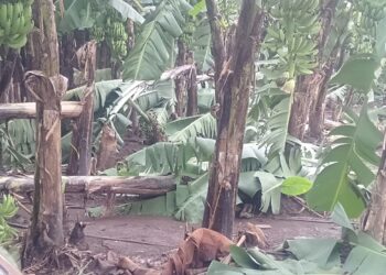 परतीच्या पावसाचा पिकांना फटका : शेतकरी हवालदिल