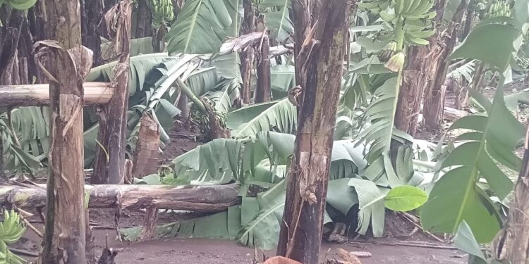 परतीच्या पावसाचा पिकांना फटका : शेतकरी हवालदिल