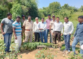 कापसाच्या शेतात गांजाची शेती, साडे तीन लाखाच्या मुद्देमालासह एकास अटक