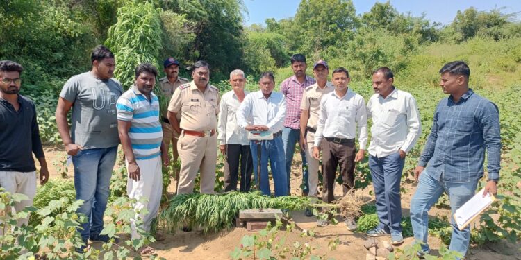 कापसाच्या शेतात गांजाची शेती, साडे तीन लाखाच्या मुद्देमालासह एकास अटक