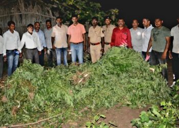 सटीपाणी येथे कापसाच्या शेतातुन आठ लाखाचा ११२ किलो गांजा जप्त, एकाविरूध्द गुन्हा दाखल