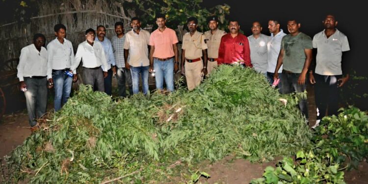 सटीपाणी येथे कापसाच्या शेतातुन आठ लाखाचा ११२ किलो गांजा जप्त, एकाविरूध्द गुन्हा दाखल