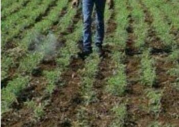 महाबीजचे हरभरा व गहूचे प्रमाणित बियाणे अनुदानावर उपलब्ध