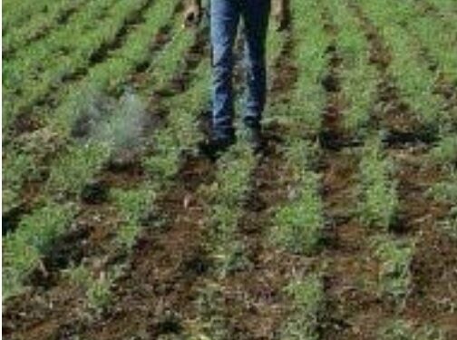 महाबीजचे हरभरा व गहूचे प्रमाणित बियाणे अनुदानावर उपलब्ध