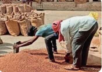 नाफेडतर्फे कडधान्य खरेदीसाठी शेतकऱ्यांची नोंदणी सुरु