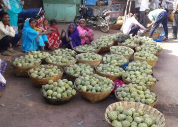 सीताफळाच्या खरेदीसाठी झालेली तीन राज्यातील व्यापारी दाखल