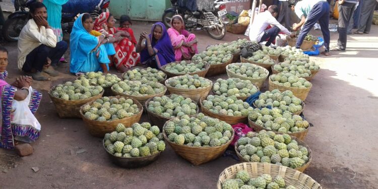 सीताफळाच्या खरेदीसाठी झालेली तीन राज्यातील व्यापारी दाखल