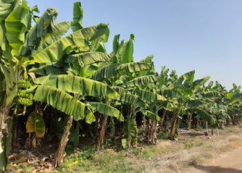 तळवे हे गाव बनू पहातंय केळीचा नवा हब