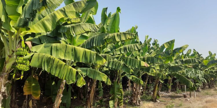 तळवे हे गाव बनू पहातंय केळीचा नवा हब