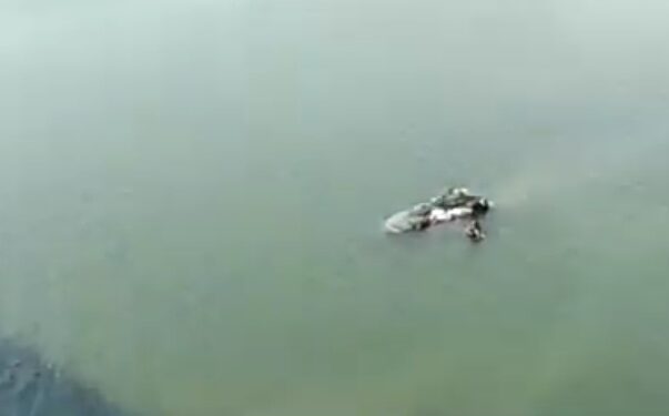 भरधाव मालवाहू आयशर ट्रक नदीपात्रात कोसळला