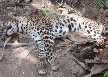 पिंप्री शिवारात आढळली बिबट जातीची मादी मृतावस्थेत