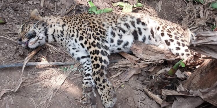 पिंप्री शिवारात आढळली बिबट जातीची मादी मृतावस्थेत
