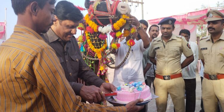 काय सांगता : अश्वप्रेमीने चक्क आपल्या लाडक्या बादलचा केक भरून वाढदिवस केला साजरा