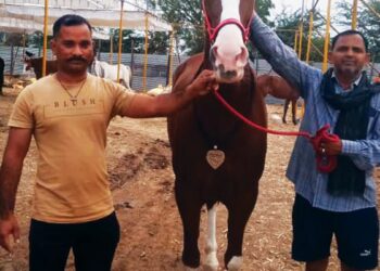 सारंगखेडयात ११ लाखांची ‘पूनम’ ठरली आकर्षण