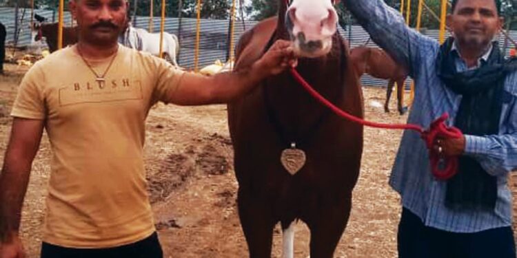 सारंगखेडयात ११ लाखांची ‘पूनम’ ठरली आकर्षण