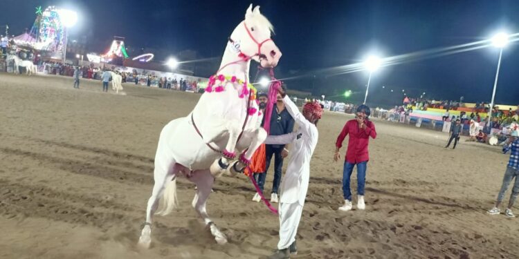 अश्वनृत्य स्पर्धेत शाहरुखने पटकावीला प्रथम क्रमांक