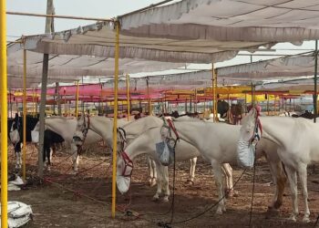 आठ डिसेंबर पासून सारंगखेडा यात्रोत्सवाला होणार प्रारंभ, आज निघणार एक मुखी दत्ताची पालखी