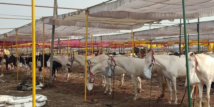 आठ डिसेंबर पासून सारंगखेडा यात्रोत्सवाला होणार प्रारंभ, आज निघणार एक मुखी दत्ताची पालखी