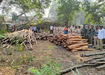 नर्मदा किनार्‍यावरून सव्वा लाखाचे अवैध लाकुड जप्त