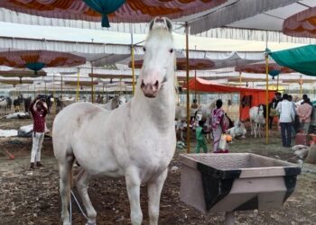 शेरावर होतो रोज पाच हजार खर्च,२५० अश्वांची विक्री  तून ७० लाख रुपयांची उलाढाल