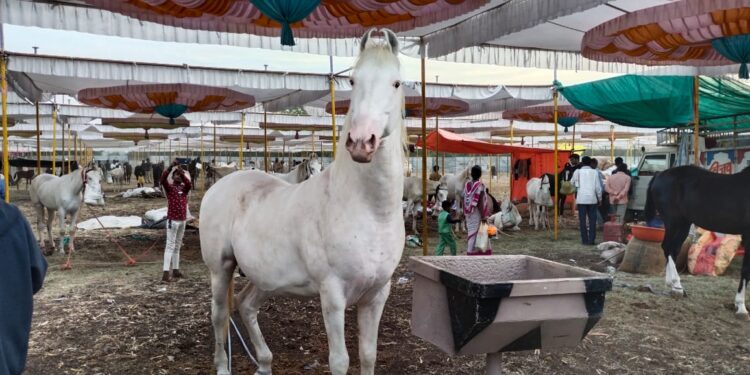 शेरावर होतो रोज पाच हजार खर्च,२५० अश्वांची विक्री  तून ७० लाख रुपयांची उलाढाल