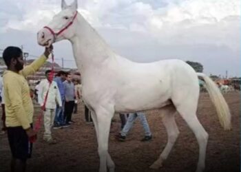 सारंगखेडा यात्रेत ७० लाखाची शनाया व ५१ लाखाचा शेरा ठरतोय आकर्षण