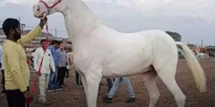 सारंगखेडा यात्रेत ७० लाखाची शनाया व ५१ लाखाचा शेरा ठरतोय आकर्षण