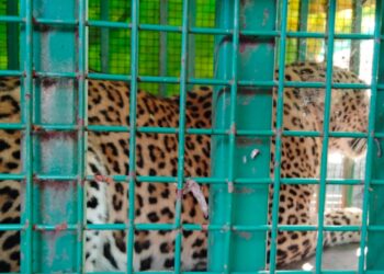 दहा दिवसांपासून दहशत निर्माण करणारा  बिबट्या जेरबंद