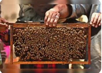 मध केंद्र योजनेसाठी अर्ज सादर करावे