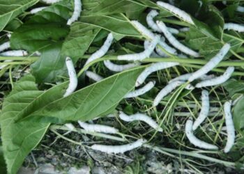 रेशीम शेती : आर्थिक उन्नतीचा शाश्वत मार्ग