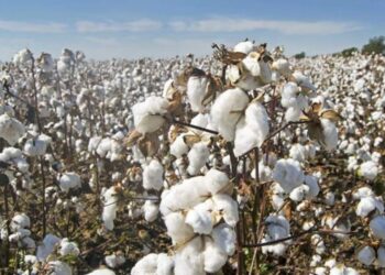 दोन जिल्ह्यात शेतातून कापूस चोरी करणारी टोळी जेरबंद, सहा लाखाचा मुद्देमाल जप्त