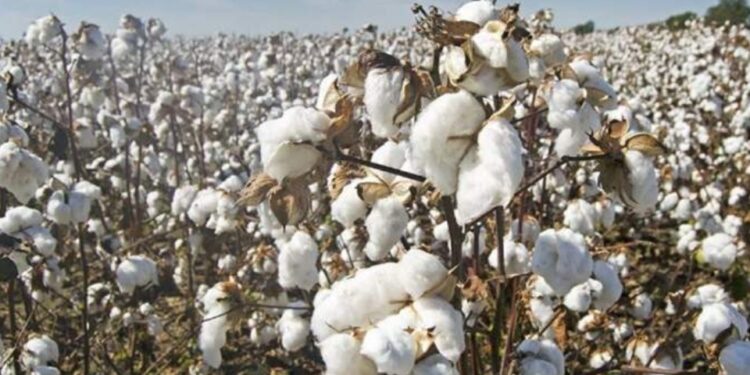 दोन जिल्ह्यात शेतातून कापूस चोरी करणारी टोळी जेरबंद, सहा लाखाचा मुद्देमाल जप्त